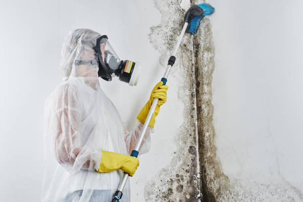 Mold Remediation for Rental Properties in Carlisle, KY